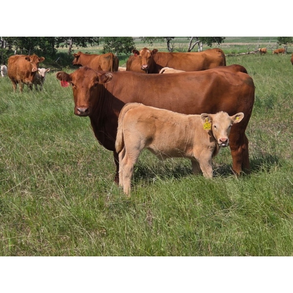 Beck Farms & Debenham Cattle Co. - 600# Oct/Nov Delivery Heifer Calves - 100 Head (Lang/Kennedy, SK)