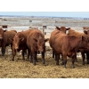 Image 7 : Hillcrest Farming Co. - 780# May Delivery Steers - 78 Head (Dundurn, SK)