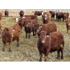Image 2 : Doerksen Farms - 900# February Delivery Steers - 72 Head (Gem, AB)