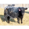 Image 4 : CDA Farms Ltd. - 900# February Delivery Steers - 50 Head (Lemberg, SK)