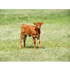 Image 7 : Circus Coulee Cattle - 530# Nov Delivery Heifer Calves - 100 Head (Dorothy, AB)