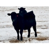 Image 11 : Sturgeon River Ranch - 800# March Delivery Steers - 200 Head (Rockyford, AB)