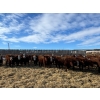 Image 3 : P-2 Ranch - 975# April Delivery Steers - 100 Head (Bow Island, AB)
