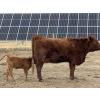 Image 16 : South Ridge Simmentals - 20 Red/Red X 1st Calf Pairs (Picture Butte, AB)
