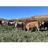 Image 2 : Einar & Judy & Logan & Emily Nelson - 630# October Delivery Steer Calves - 100 Head (Maycroft, AB)