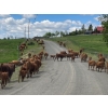 Image 4 : Twin Diamond Ranch - 625# October Delivery Heifer Calves - 30 Head (Logan Lake, BC)