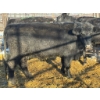 Image 2 : Crooked Creek Ranch - 3 Second Calvers (Pen 431)