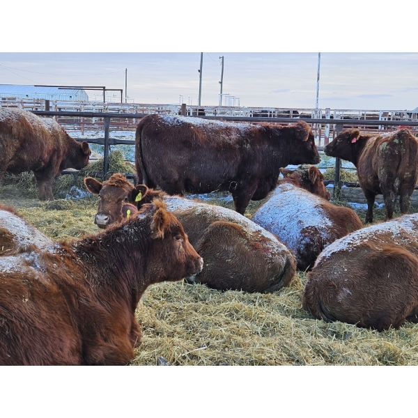 Count Ridge Stock Farms - 6 Red Heifers (Pen 518)