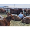 Image 1 : Count Ridge Stock Farms - 6 Red Heifers (Pen 518)