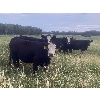 Image 4 : Marcinek Cattle Company - 840# August Grass Heifers - 75 Head (Condor, AB)