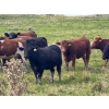 Image 6 : Midpoint Farms - 1000# October Delivery Grass Heifers - 124 Head (Drayton Valley, AB)