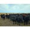 Image 2 : Monette Farms - 800# January Weaned Steers - 235 Head (Airdrie, AB)