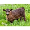 Image 3 : Pine Ranch Ltd. - 500# November Delivery Steer Calves - 95 Head (Morse, SK) VBP+