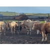 Image 4 : Cross Bar Ranch - 1000# July Delivery Heifers - 55 Head (Consort, AB)