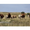 Image 9 : Logan Brothers (Rod, Barry & Bruce) - 675# October Delivery Heifer Calves - 80 Head (Oyen, AB)