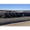 Image 2 : Birch Island Land & Cattle - 725# May Delivery Heifers - 81 Head (Rhein, SK)