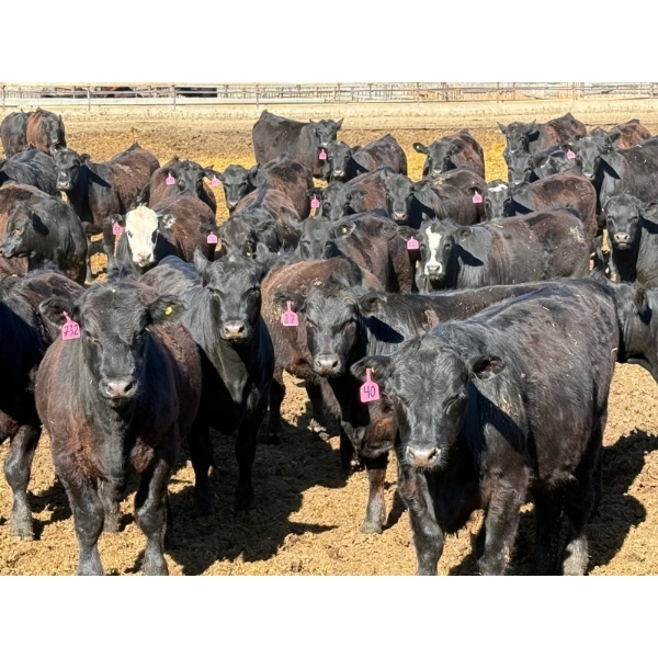 Rob Mossey - 940# April Delivery Steers - 65 Head (Vauxhall, AB)