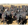 Image 1 : Rob Mossey - 940# April Delivery Steers - 65 Head (Vauxhall, AB)