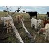 Image 2 : McCaffrey Cattle Co. - 525# October Delivery Steer Calves - 100 Head (Edam, SK)