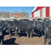 Image 3 : TV Bar Farms Ltd. - 725# April Delivery Steers - 70 Head (Goodlands, MB)