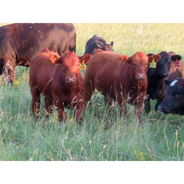 Storle Farms Ltd. - 600# October Delivery Steer Calves - 76 Head (Lake Alma, SK)