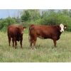 Image 5 : Taylor Enterprises Inc. - 925# September Grass Heifers - 66 Head (Wawota, SK)