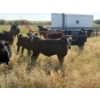 Image 5 : Rommens Farm Ltd. - 525# October Delivery Heifer Calves - 80 Head (Brooks, AB)