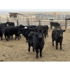 Image 4 : South Ridge Simmentals - 625# May Delivery Heifers - 95 Head (Monarch, AB)