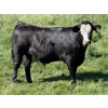 Image 5 : Leedale Farming - 700# September Delivery Steer Calves - 80 Head (Eckville, AB)