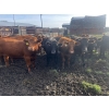 Image 2 : Regehr Land & Cattle - 1050# September Delivery Grass Steers - 59 Head (Winfield, AB)