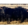 Image 5 : CC Farming Company - 680# January Delivery Heifers - 68 Head (Cayley, AB)