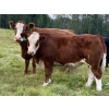 Image 5 : 4M Cattle Co. - 800# October Delivery Steer Calves - 78 Head (Stauffer, AB)