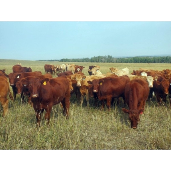Forbes Bros. Ranching - 1025# October Delivery Grass Steers - 60 Head (Senlac, SK)