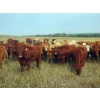 Image 1 : Forbes Bros. Ranching - 1025# October Delivery Grass Steers - 60 Head (Senlac, SK)