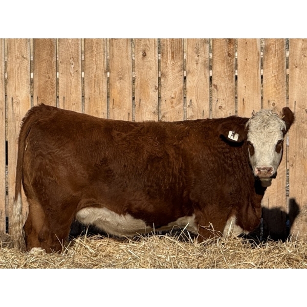 Marcinek Cattle Company - 5 Red Goggle Eye Bred Heifers (Condor, AB)