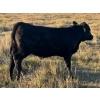 Image 20 : Jordan & Kelli Hoopfer - 660# November Delivery Steer Calves - 90 Head (Gadsby, AB)