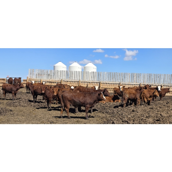 Cattlewood Farms Ltd. - 675# May Delivery Heifers - 85 Head (Swalwell, AB)