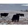 Image 5 : White Moose Ranches - 18 Black Angus X April/May Calvers (Turner Valley, AB)