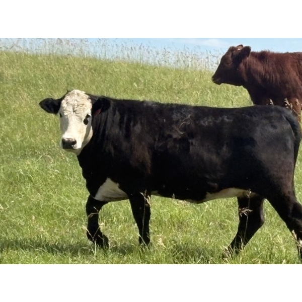 Church Hill Land & Cattle - 15 Black/BBF April/May Calving Bred Heifers (Coderre, SK)