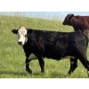 Image 1 : Church Hill Land & Cattle - 15 Black/BBF April/May Calving Bred Heifers (Coderre, SK)