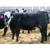 Image 7 : A&A Farms - 30 BBF Replacement Heifers (Coaldale, AB)