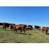 Image 5 : Pleasant View Farms - 910# September Delivery Grass Heifers - 100 Head (Irma, AB)