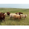 Image 3 : Lohse Farm & Ranch Ltd. - 685# October Delivery Steer Calves - 81 Head (Beaubier, SK)