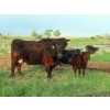 Image 12 : Knapp Farms - 500# November Delivery Heifer Calves - 100 Head (Southey, SK)