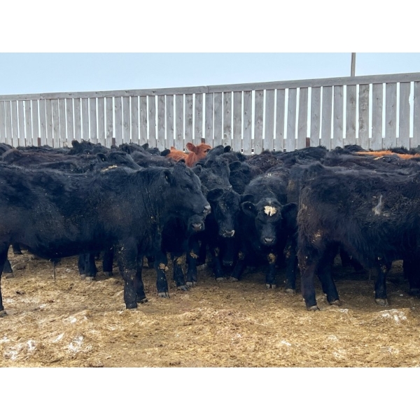 Riverview Farming Co. - 970# March Delivery Steers - 63 Head (Saskatoon, SK)