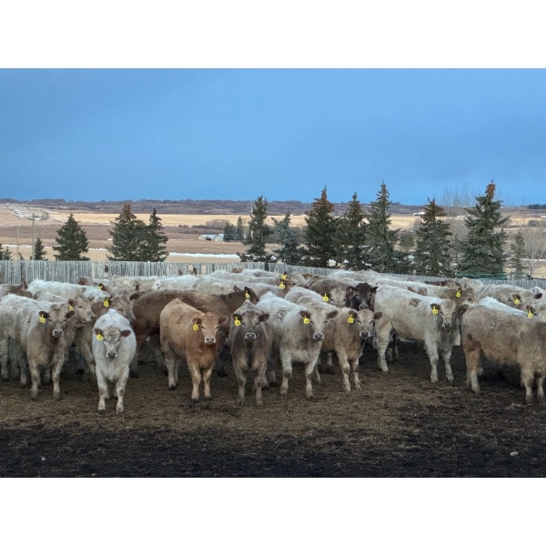 Bear Spring Ranch - 1000# July Delivery Grass Heifers - 120 Head (Airdrie, AB)