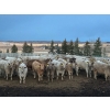 Image 1 : Bear Spring Ranch - 1000# July Delivery Grass Heifers - 120 Head (Airdrie, AB)