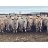 Image 1 : Jeff & Jenise Robertson - 720# February Weaned Steers - 85 Head (Gainford, AB)