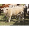 Image 10 : Bar T Livestock - 535# October Delivery Steer Calves - 115 Head (Earl Grey, SK)