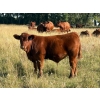 Image 7 : Kokay Farms Ltd. - 685# November Delivery Steer Calves - 120 Head (Rosemary, AB)